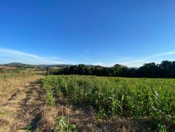 Sítio com 7,0 hectares no bairro Lomba Grande 