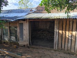 Chácara com 1 hectare, totalmente aproveitável, próxima ao asfalto 