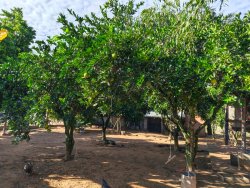 Chácara com 1 hectare, totalmente aproveitável, próxima ao asfalto 