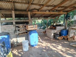 Chácara com 1 hectare, totalmente aproveitável, próxima ao asfalto 