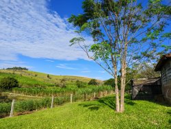 Chácara com 1 hectare, totalmente aproveitável, próxima ao asfalto 