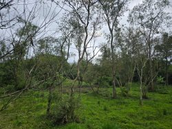Área de terra com 9.500m² no bairro Lomba Grande 