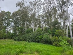 Área de terra com 9.500m² no bairro Lomba Grande 
