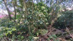 Terreno com 1.400m² no bairro Rondônia 
