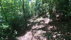 Sítio com 40.000,00m² no bairro Arroio Paixão 