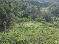 Terreno com 1.719,20m² no bairro Lomba Grande 