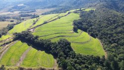 Área de 2,09 hectares no Alto Perus 