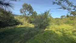 Sítio com 2 hectares no bairro Lomba Grande  