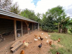 Sítio com 2,5 hectares no bairro Lomba Grande 