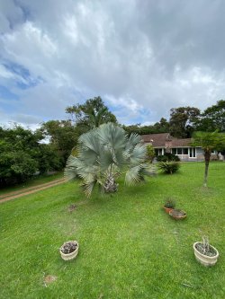 Sítio com 2,5 hectares no bairro Lomba Grande 