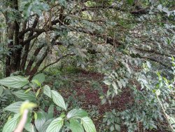 Terreno com casa em Lomba Grande 