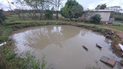 Sítio de 4 hectares com casa de 03 dormitórios no bairro Morro do Macaco Branco 