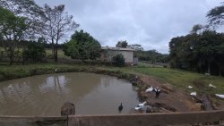 Sítio de 4 hectares com casa de 03 dormitórios no bairro Morro do Macaco Branco 
