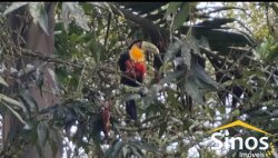 Chácara com 1,75 hectares no bairro Picada São Jacob 