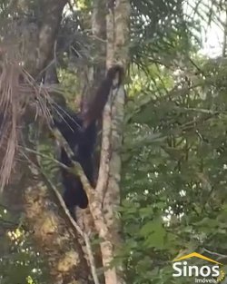 Chácara com 1,75 hectares no bairro Picada São Jacob 
