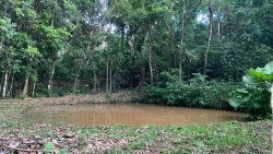 Chácara com 1,75 hectares no bairro Picada São Jacob 