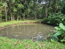 Chácara com 1,75 hectares no bairro Picada São Jacob 