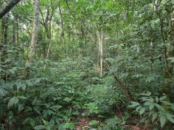 Chácara com 1,75 hectares no bairro Picada São Jacob 