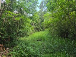 Chácara com 1,75 hectares no bairro Picada São Jacob 