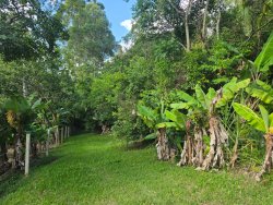 Chácara com 1,75 hectares no bairro Picada São Jacob 