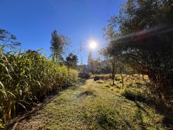 Sítio de 2 hectares na Lomba Grande 