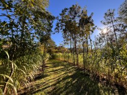 Sítio de 2 hectares na Lomba Grande 