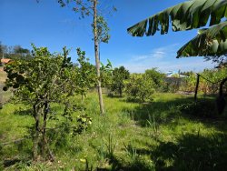 Sítio com 7.000m² no bairro Lomba Grande 