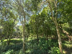 Sítio com 25.019m² no bairro Lomba Grande  