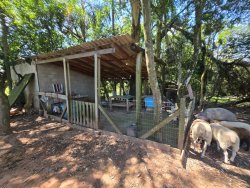 Sítio com 25.019m² no bairro Lomba Grande  