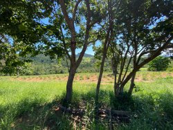 Sítio com 1,5 hectares em Santa Maria 