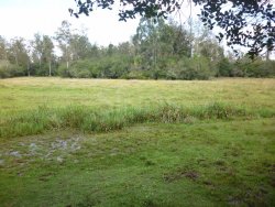 Lindo sítio de 1,6 hectare 