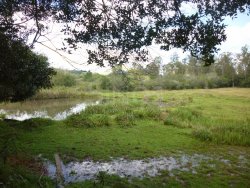 Lindo sítio de 1,6 hectare 