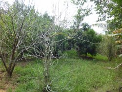 Lindo sítio de 1,6 hectare 