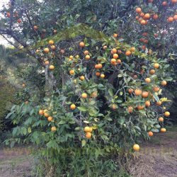 Sítio de 2,89 hectares 