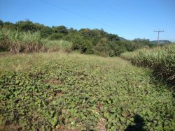 Área de 2,6 hectares no Morro dos Bois 