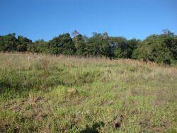 Área de 2,6 hectares no Morro dos Bois 