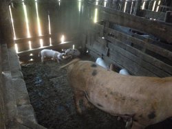 Sítio na área central de 1,6 hectare em Lomba Grande 