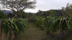 Sítio de 1,00 hectare com produção de pitaya 