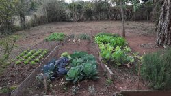Sítio de 1,00 hectare com produção de pitaya 