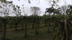 Sítio de 1,00 hectare com produção de pitaya 