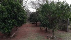 Sítio de 1,00 hectare com produção de pitaya 