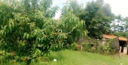 Lindo Sítio de 4.383,44 m² em Lomba Grande 