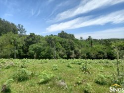 Sítio de 17,2 hectares em Lomba Grande 