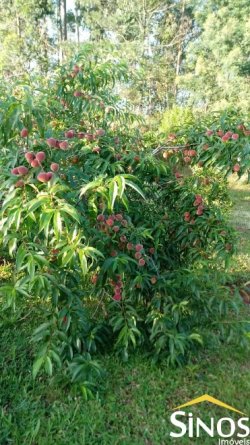 Sítio de 1,00 hectare na Santa Maria 