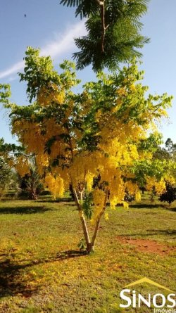 Sítio de 1,00 hectare na Santa Maria 