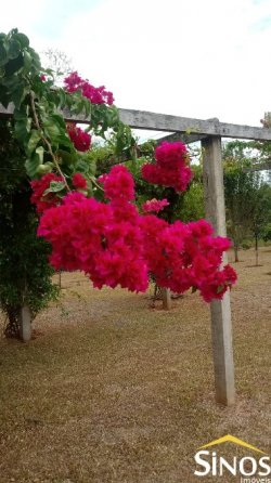 Sítio de 1,00 hectare na Santa Maria 