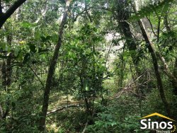 Sítio de 2,89 hectares na região do Quilombo na Lomba Grande 