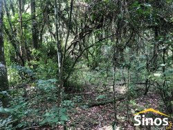 Sítio de 2,89 hectares na região do Quilombo na Lomba Grande 