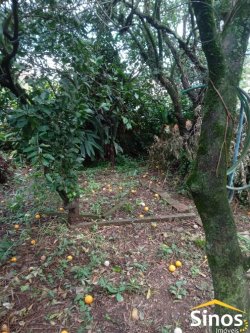 Terreno com casa no bairro Feitoria  