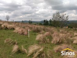 Sítio de 2,00 hectares em Lomba Grande  